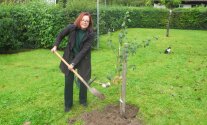 Eine Frau hat einen Spaten in der Hand und pflanzt einen Baum auf einer Wiese