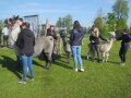 Personen mit Alpakas und Lamas an der Leine