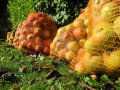 Äpfel stehen in Säcken auf dem Boden