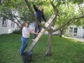 Frau steht auf einer Leiter, die an einem Baum lehnt