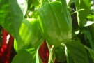 Grüne Paprika an der Pflanze