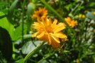 Gelbe Blüte