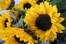 Sonnenblumen