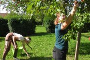 Zwei Frauen pflücken Äpfel von einem Apfelbaum