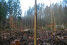 Lichtung Wald mit Markierungen
