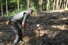Mann rammt Metallstange in Waldboden