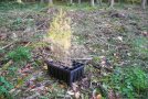 Junge Baumsetzlinge stehen in einer Box auf dem Waldboden
