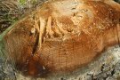 Abgeschnittener Baumstumpf