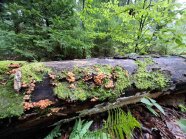 Herbstzeit- Pilze wachsen an Totholz