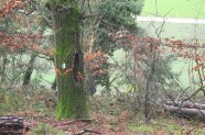 Ein Baum mit einem großen Loch in der Rinde steht am Waldrand