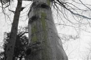 Ein Baum mit mehreren Löchern übereinander