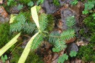 Gekennzeichneter junger Baum im Wald