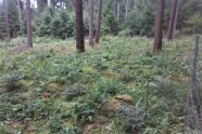 Kleiner Baum wächst im Wald