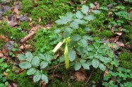 Gekennzeichneter junge Buche im Wald