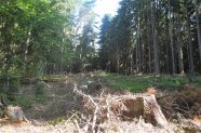 Freie Fläche im Wald