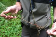 Mann hält eine junge Weißtanne in der Hand und begutachtet die Wurzel