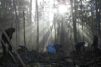 Personen bei Sonnenaufgang im Wald