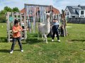 Kinder führen Lama auf einer Wiese