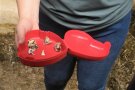Frau hält Schachtel mit Kuh-Milchzähnen in der Hand