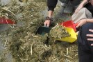 Kinderhände laden Futter auf Schaufeln auf