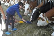 Kind füttert Kühe im Stall