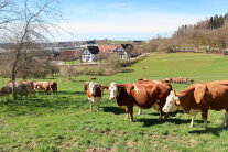 Kühe auf Weide 